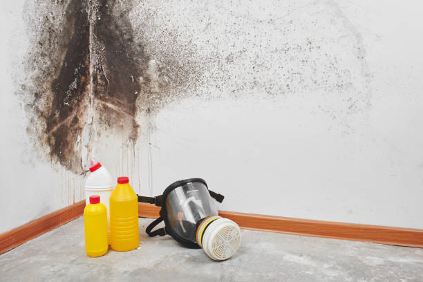 Best Industrial Mold Remediation in La Nte, MO