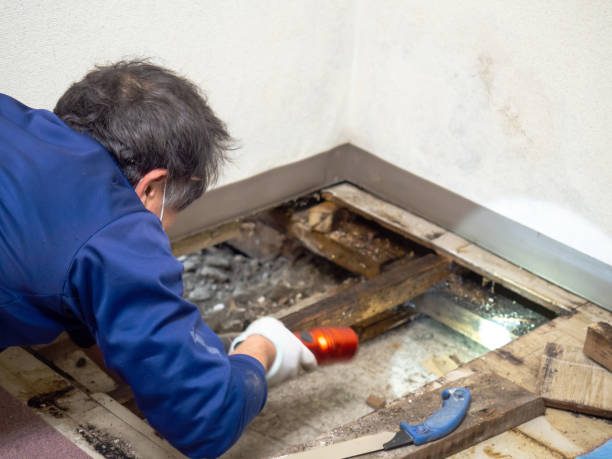 La Monte, MO Mold Remediation Company