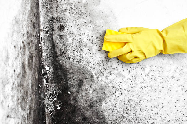 Best White Mold Remediation in La Nte, MO