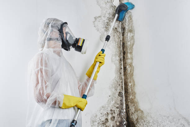 Best Mold Testing and Inspection Services in La Nte, MO