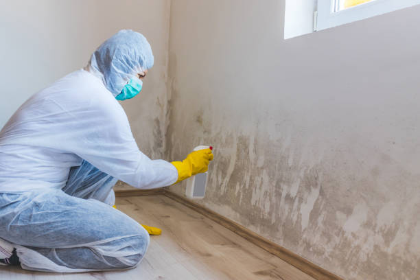 Best Attic Mold Remediation in La Nte, MO