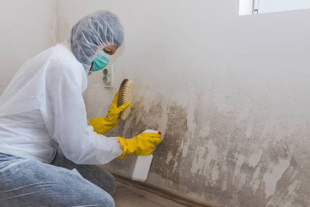 Best Crawl Space Mold Remediation in La Nte, MO