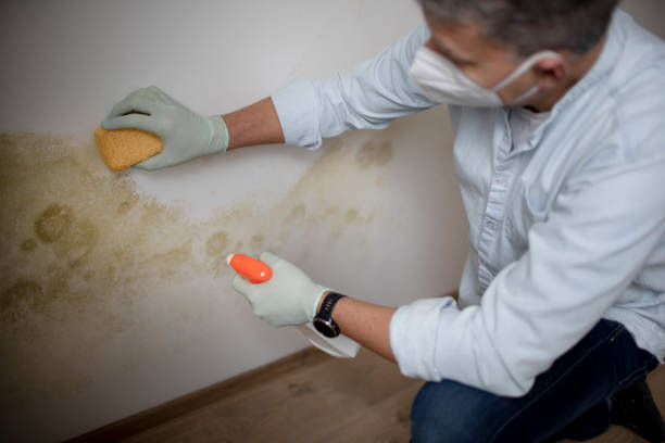 Best Residential Mold Remediation in La Nte, MO