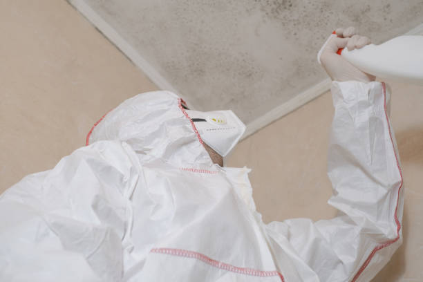 Best Basement Mold Remediation in La Nte, MO