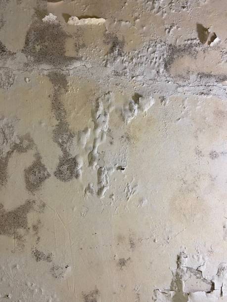Best Insurance-Related Mold Remediation in La Nte, MO