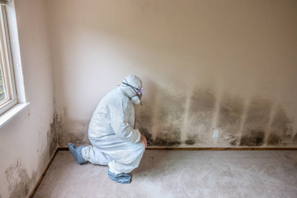 Best Commercial Mold Remediation in La Nte, MO
