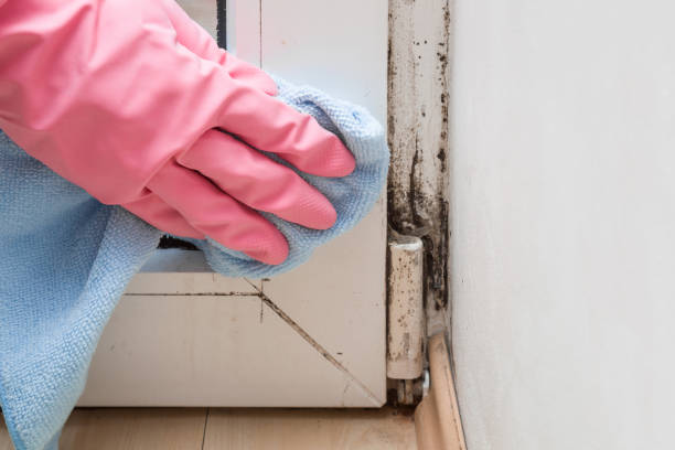 Best Health and Safety Mold Remediation in La Nte, MO