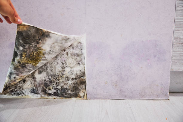 Best Post-Flood Mold Remediation in La Nte, MO